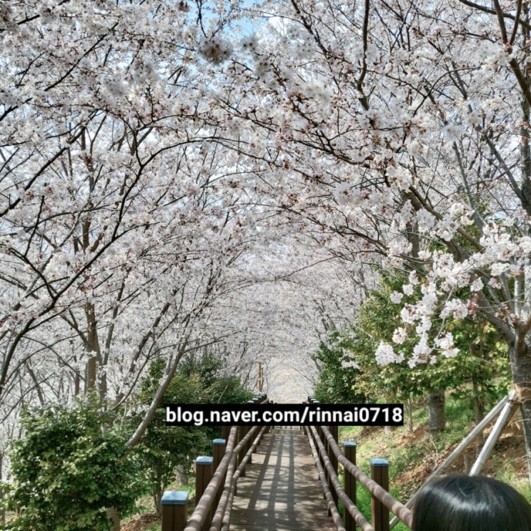  벚꽃명소 진해 벚꽃공원