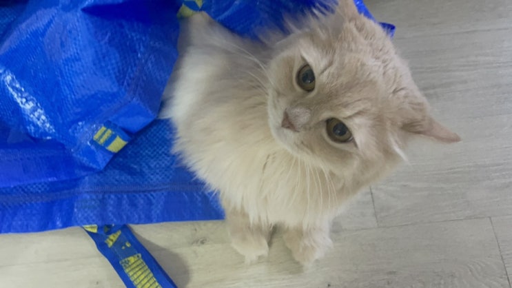  이케아 백 고양이 문투