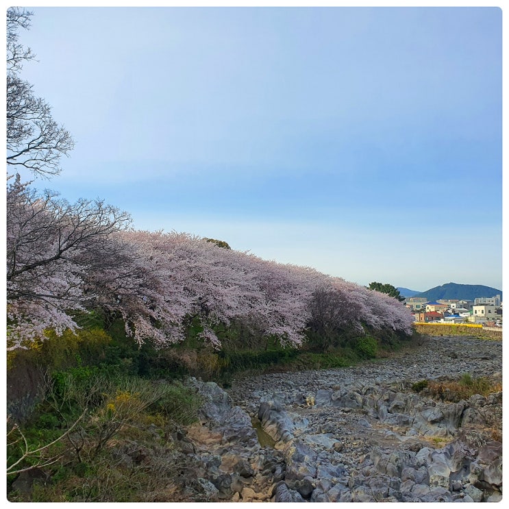  오라동 제주 종합 경기장 벚꽃 구경 제주시 보건소 코로나 검사