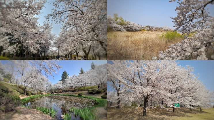 경주 벚꽃 명소 실시간 보문호수 보문정 신라왕경숲