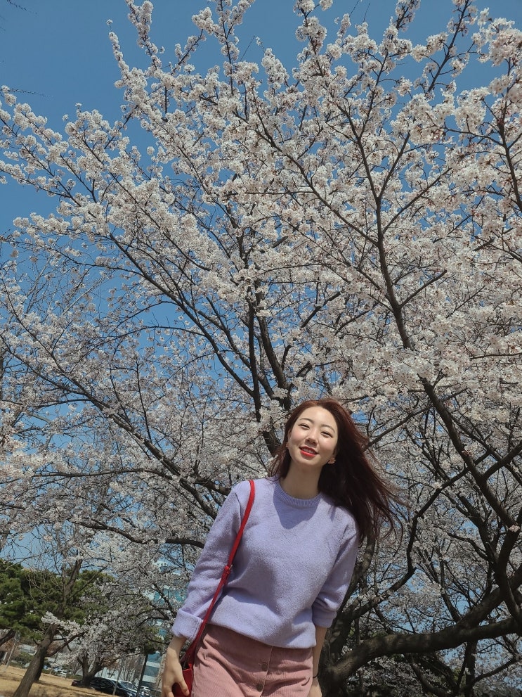 대전벚꽃 만개 카이스트 벚꽃 보러 가자 너무 예뻐서 눈물남