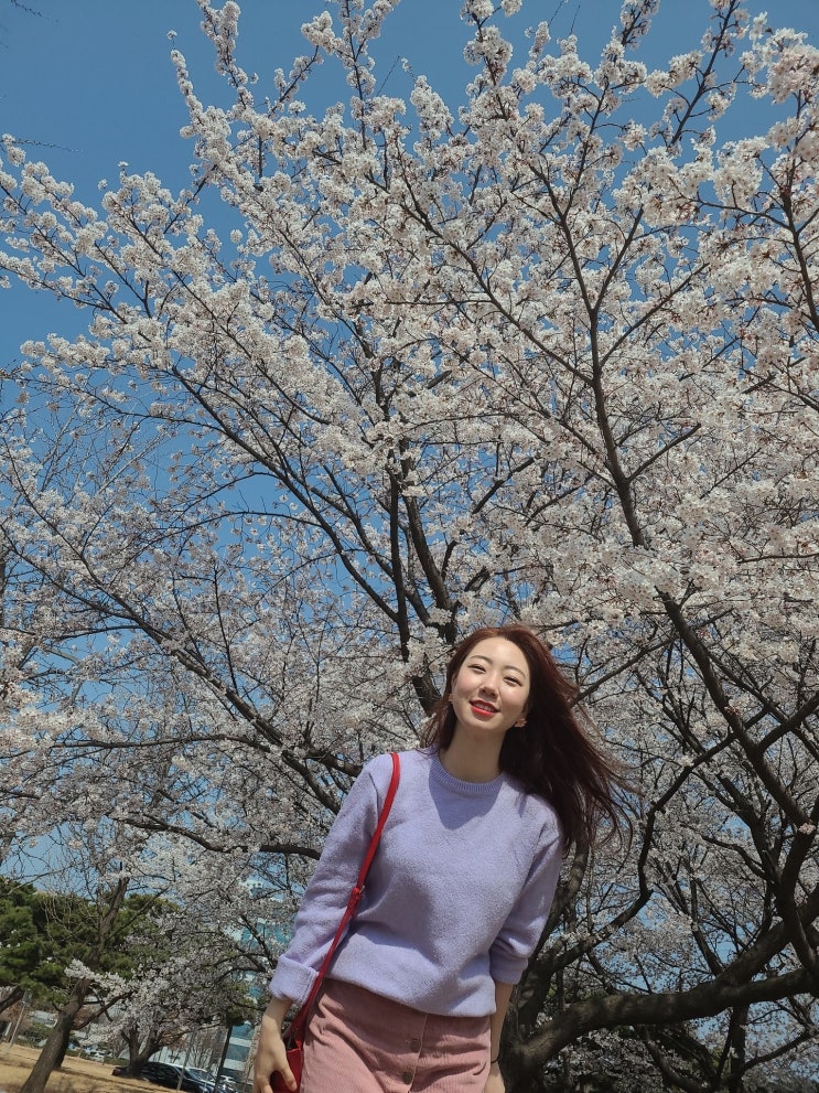  대전벚꽃 만개 카이스트 벚꽃 보러 가자 너무 예뻐서 눈물남