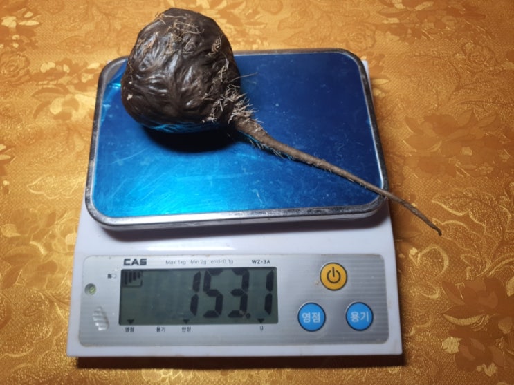 마카가 블랙다워진다 마카가 블랙다워진다