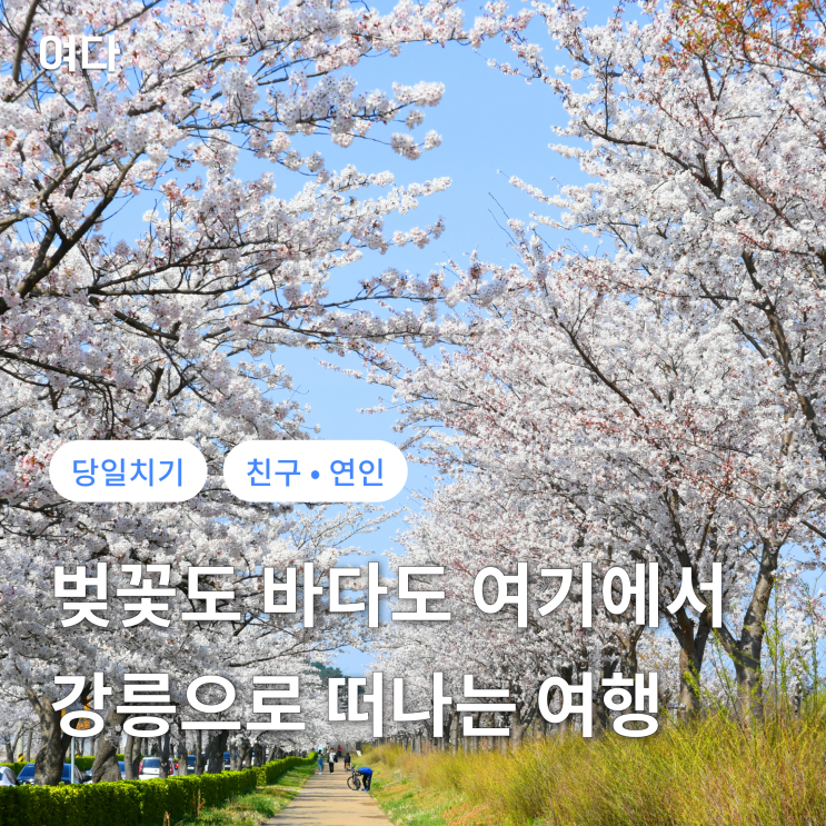 [강릉여행] 벚꽃과 바다를 함께 즐기는 여행