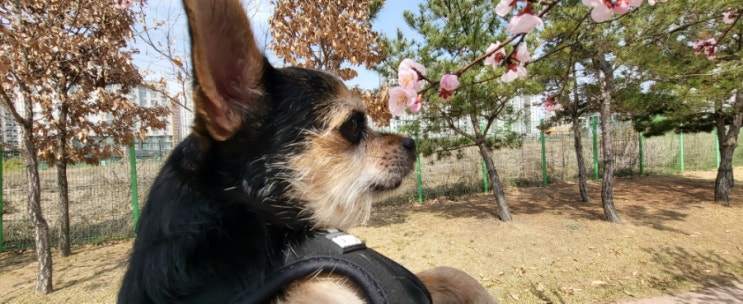  강아지랑 걷기~ 삼송동 원흥역 창릉천 강아지 산책후 강아지 목욕