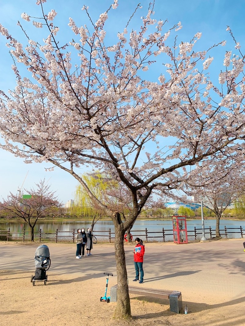 부천 상동호수공원 벚꽃 실시간, 식물원 수피아 예약 꿀팁 : 네이버 블로그