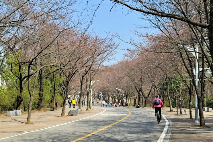  인천대공원 벚꽃 개화 상황 및 자전거 이용 요금과 이용 방법