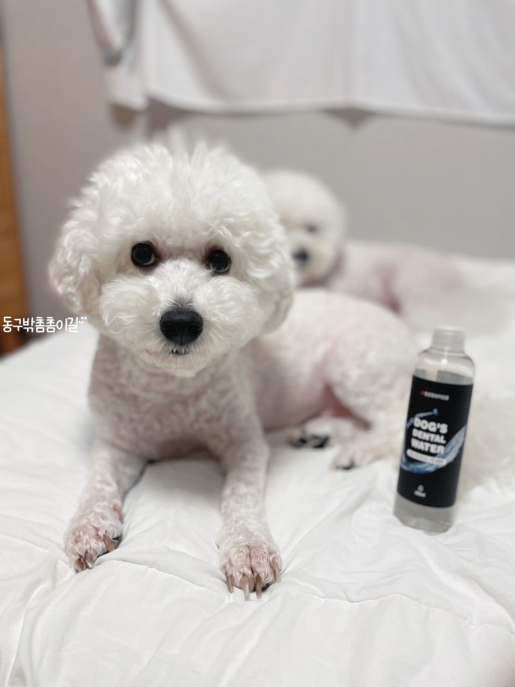  강아지입냄새케어, 마시는치약 독덴탈워터