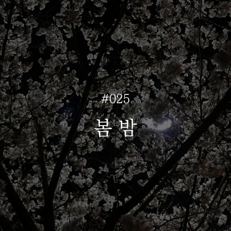 낭만 챌린지 025 :: 봄 밤