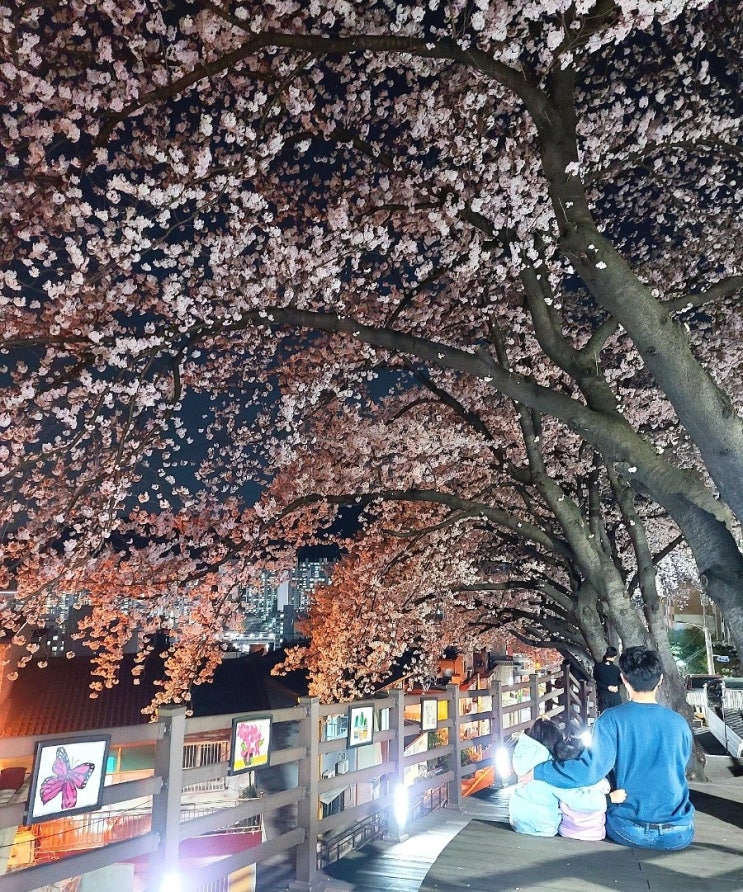  개금벚꽃문화길 떠오르는 부산 벚꽃 명소 / 가는 방법, 주차