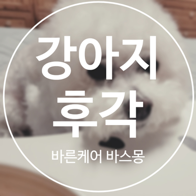 강아지 후각 얼마나 예민할까?