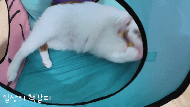  <2인2묘 라이프> 2022. 3. 28.~31. 말괄량이 놀이대장 고양이들