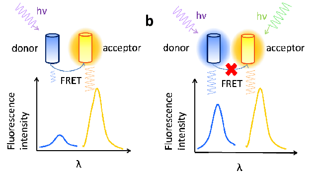 CRISPR system의 trans-cleavage 이용한 FRET : 네이버 블로그