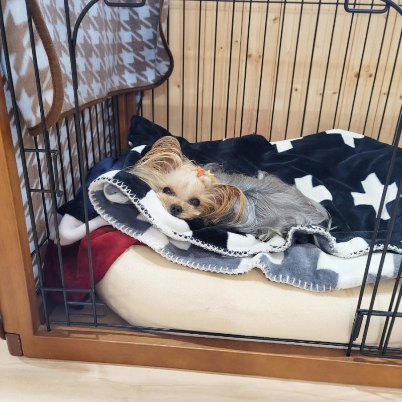 (요크셔테리어 코난이) 12월 26일 코난이 하루