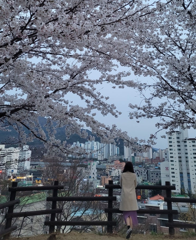 대전벚꽃 명소 벚나무 만개한 판암근린공원 대전데이트장소 추천