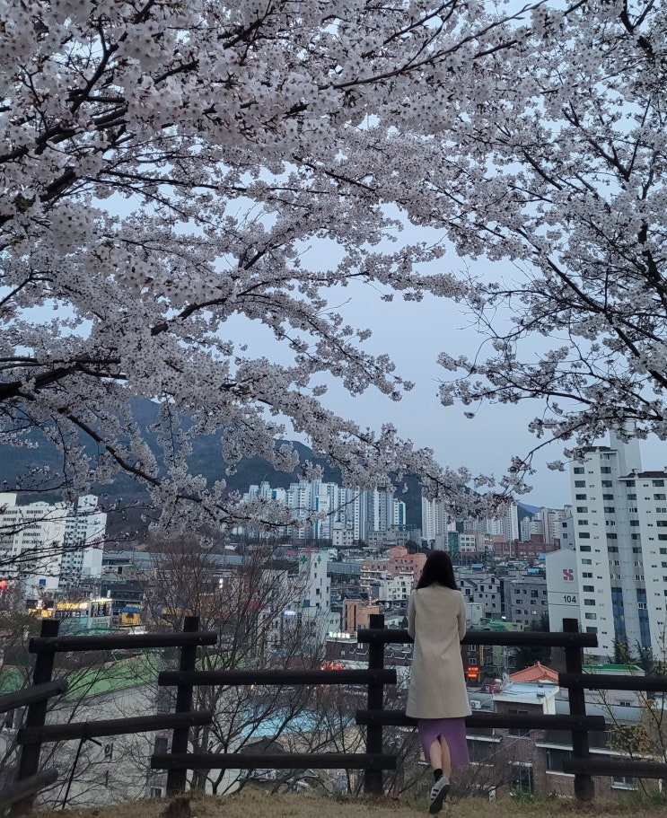  대전벚꽃 명소 벚나무 만개한 판암근린공원 대전데이트장소 추천