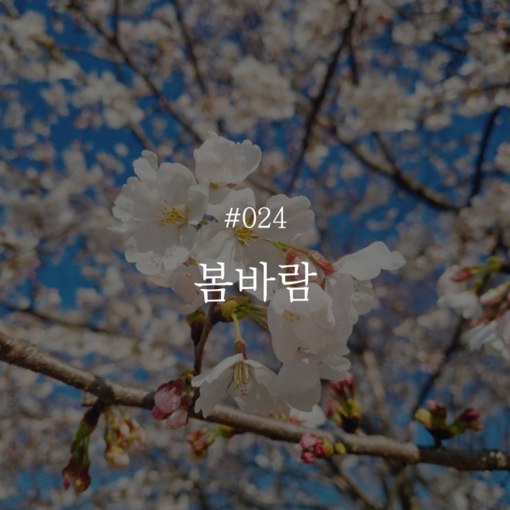  낭만 챌린지 024 :: 봄바람