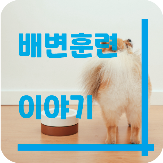  강아지 배변 훈련 어렵지 않을까?