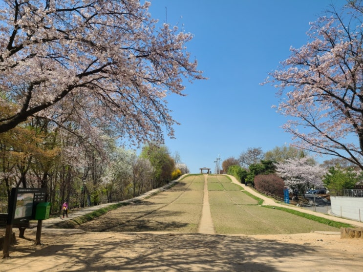  서울 중랑, 송파)중랑구 나들이 서울장미공원 벚꽃구경 중랑천 올림픽공원 들꽃마루 벚꽃