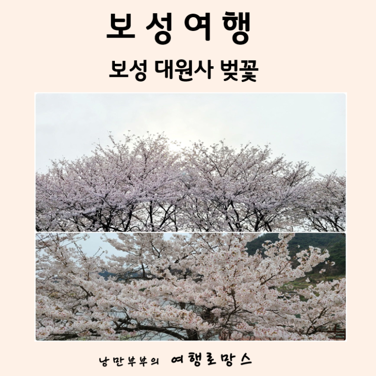 2022년 보성벚꽃 개화시기::한국의아름다운 길 100선 보성 대원사 왕벚나무 벚꽃터널