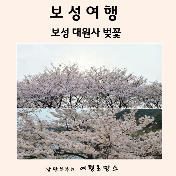  2022년 보성벚꽃 개화시기::한국의아름다운 길 100선 보성 대원사 왕벚나무 벚꽃터널