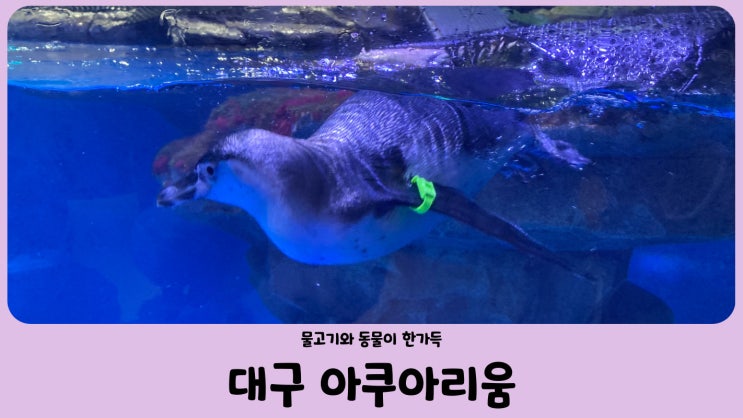  대구 아쿠아리움 (물고기와 동물까지 볼수있는 실내 데이트 장소)