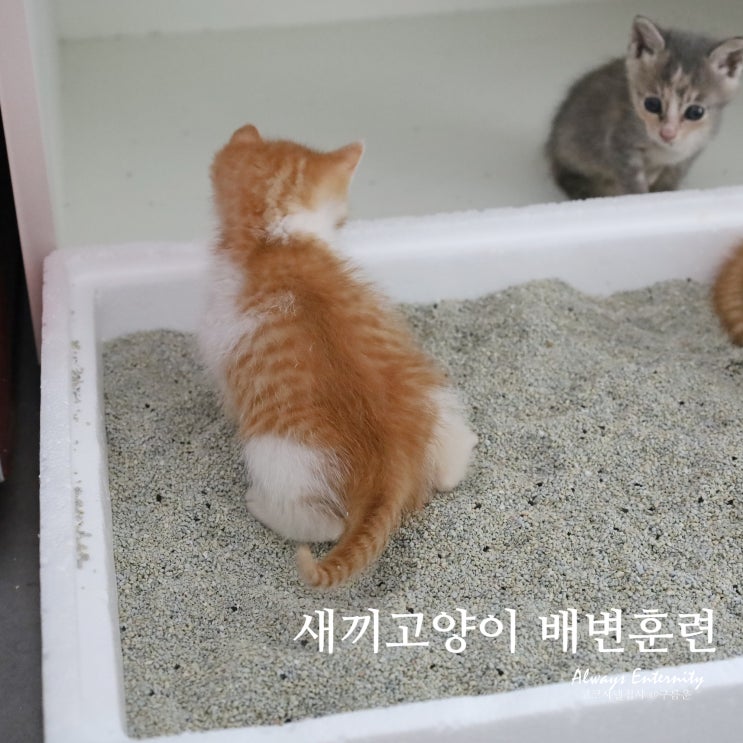  새끼고양이 배변훈련 시기와 방법 (5주 차)