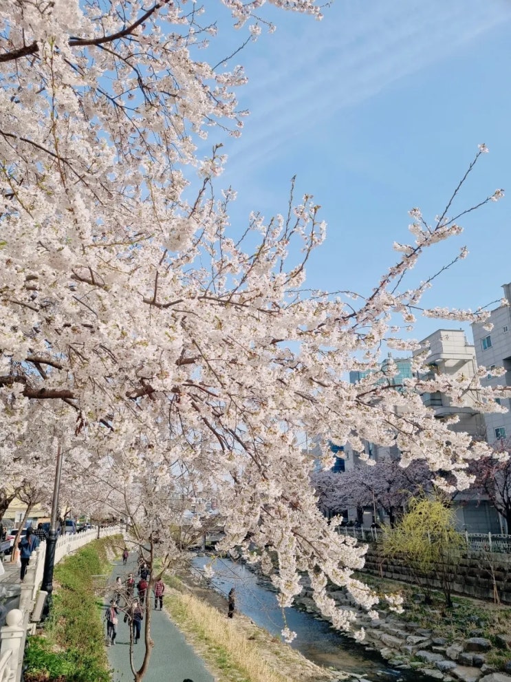 성북천 : 서울 벚꽃 명소, 한성대입구~성신여대입구
