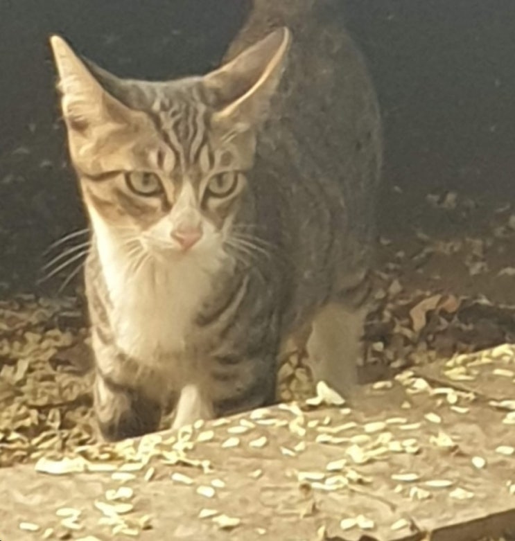 길고양이, 풀꽂