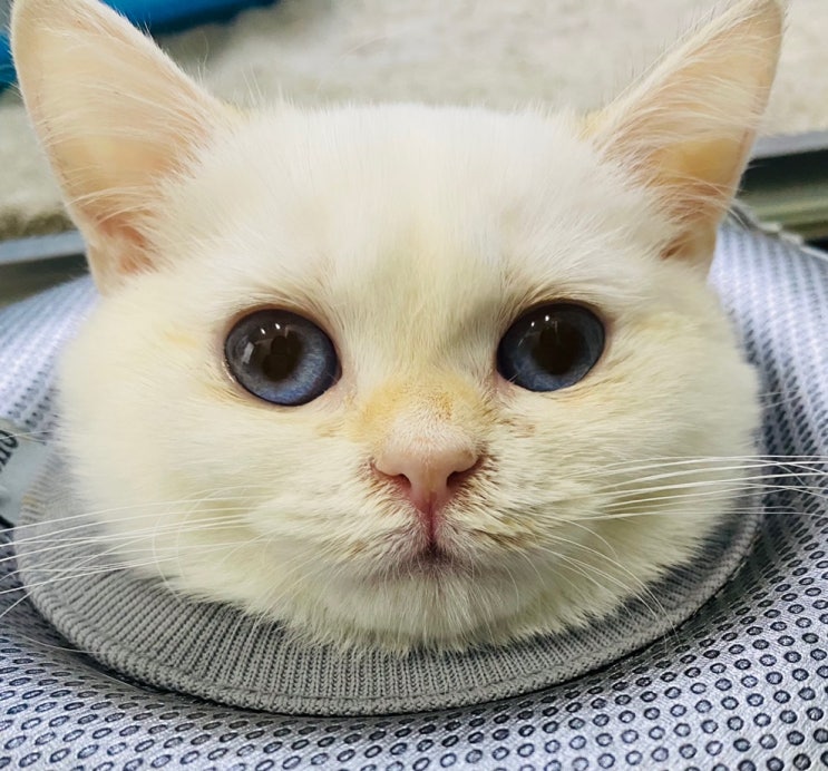 고양이 입냄새 심하다면 OO를 의심해야 해요 효천지구 동물병원