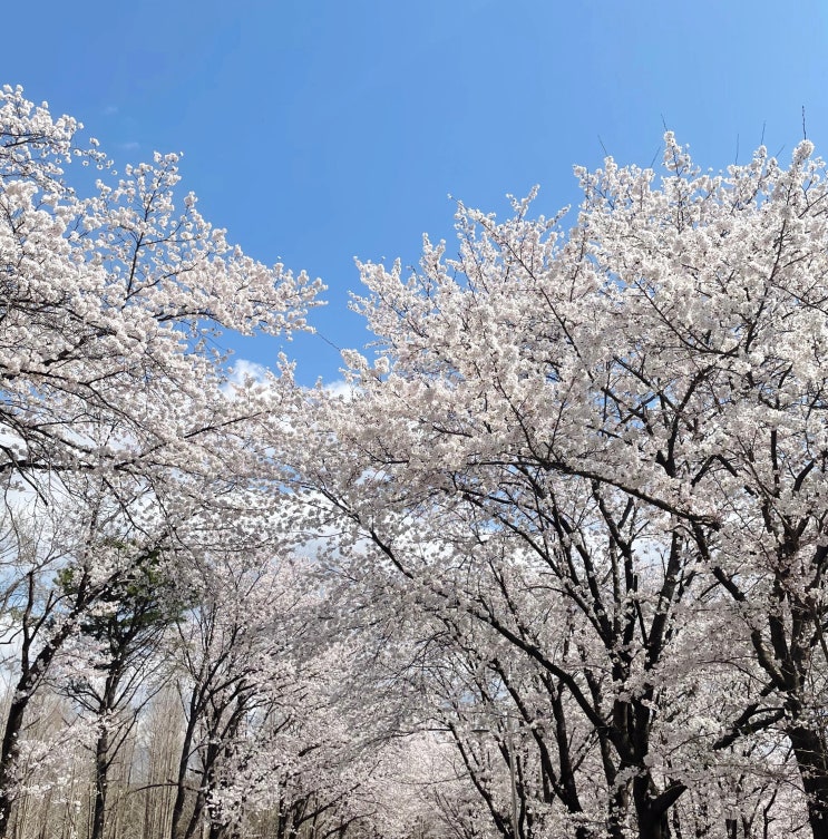 경기도 파주 벚꽃 명소