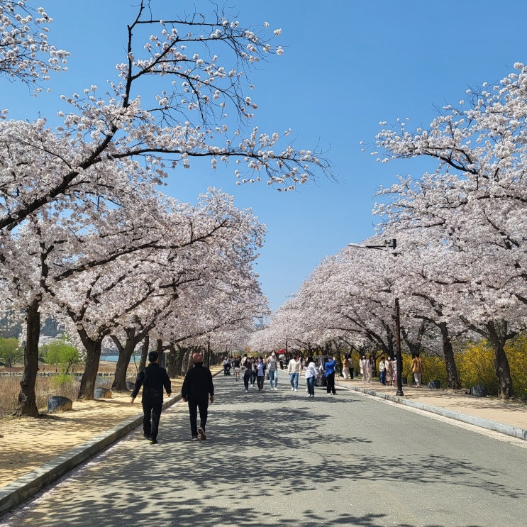 경주 보문 꽃구경 : 경주 벚꽃 명소 보문단지 어제 방문