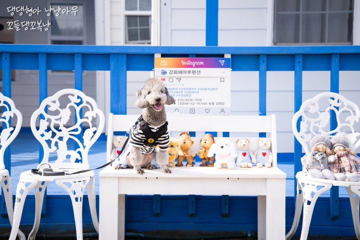  강화 애견동반펜션 잔디마당이 있는 해마루 펜션에서
