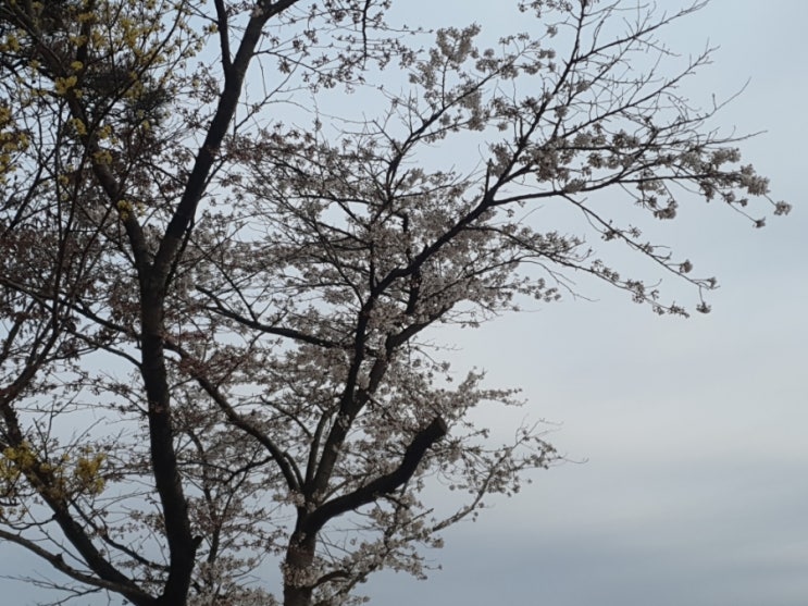 하레상간 하레상간
