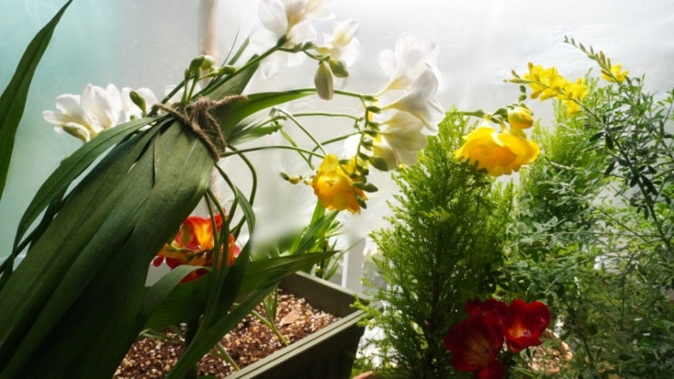  프리지아 꽃대 자르기, 절화 보존제(꽃 수명연장제)