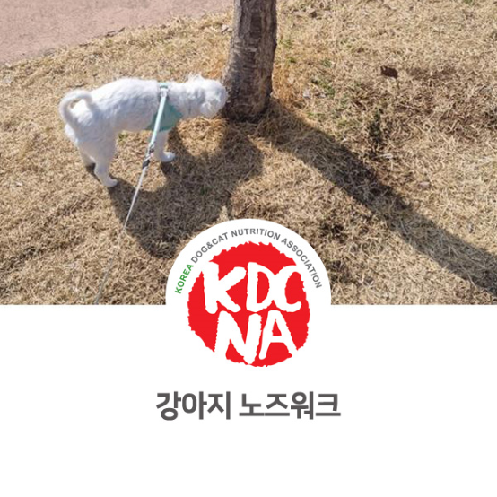  강아지 노즈워크하는 방법 [한국반려동물영양협회/정유경/익산/오간식/광주/전주/군산/김해/안산/애견수제간식창업_1001]