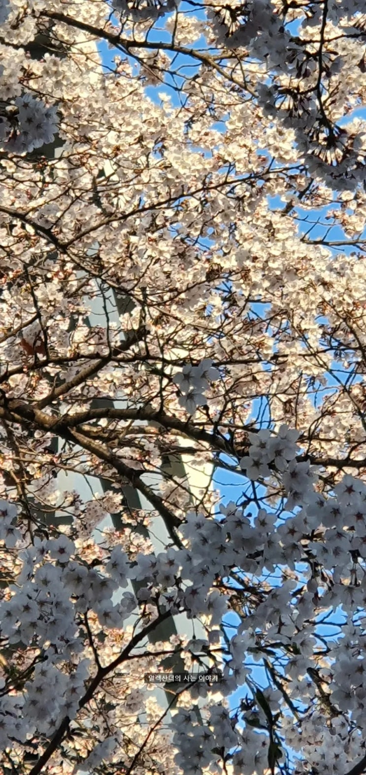  벚꽃 비기닝