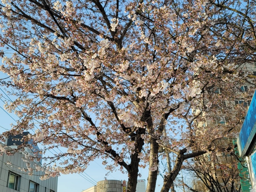 팔현만두 본점 사진 5