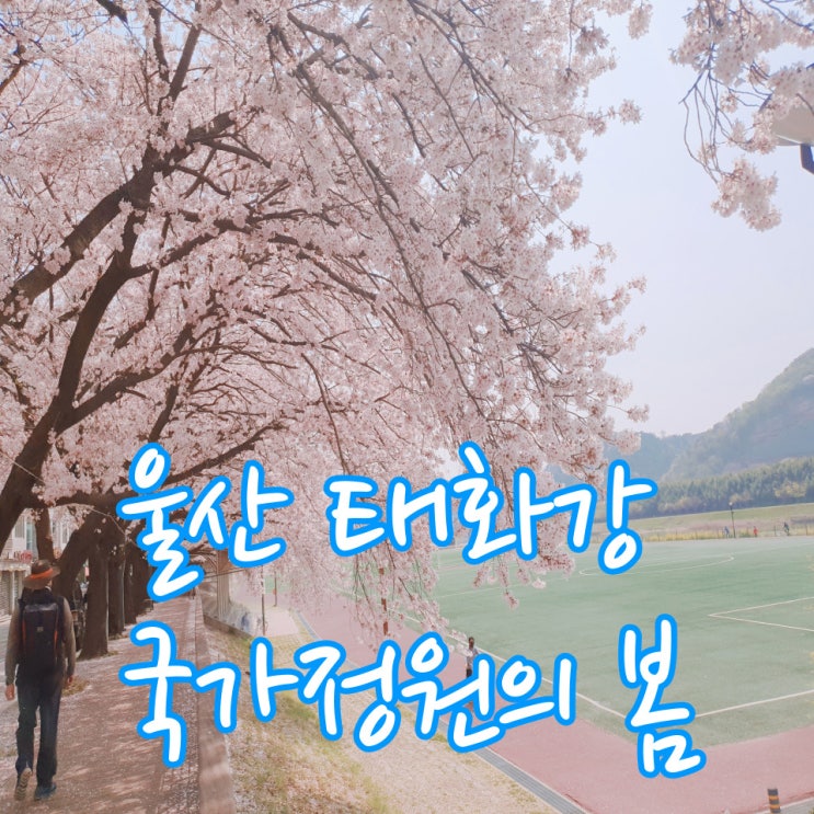  울산 벚꽃 태화강 국가정원에 꽃비가 내려요