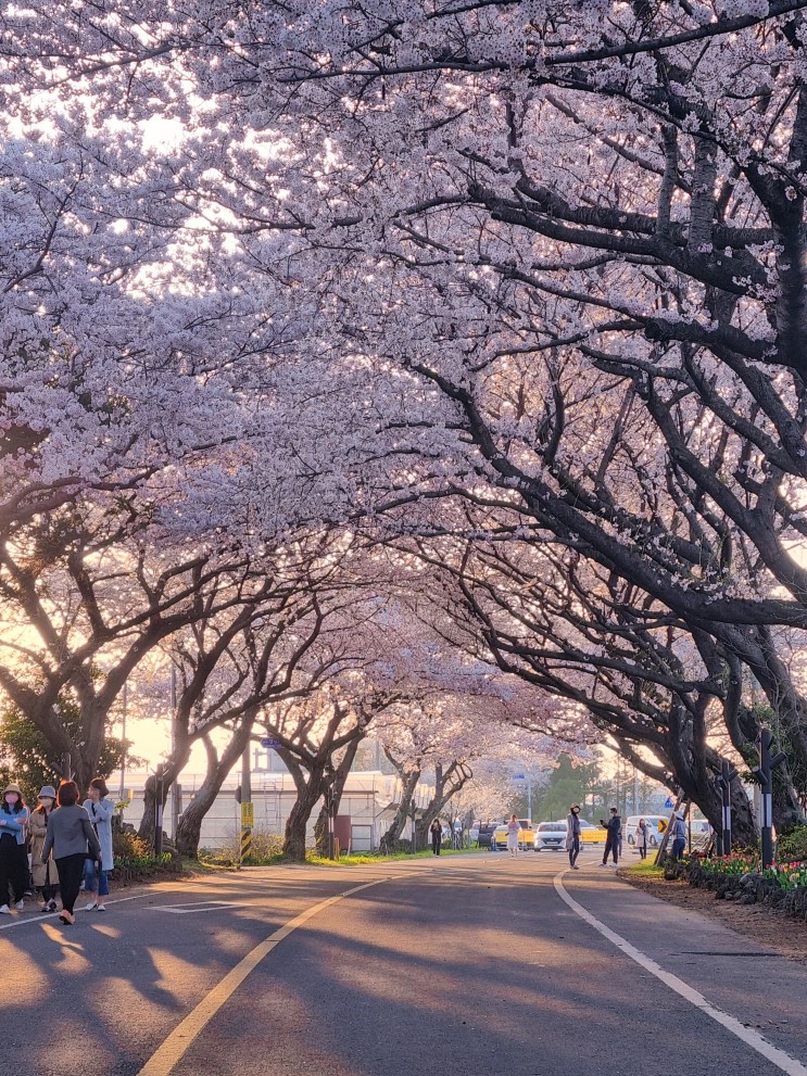 제주 벚꽃 명소 가볼 만한 곳 사진 명소 전농로 장전리 애월고등학교