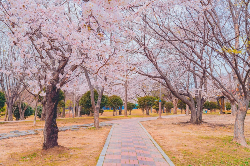 창원 봄 여행] 도심에서 느끼는 봄의 기운, 창원 벚꽃 명소 5 :: 진해 벚꽃공원, 창원 수목원, 창원 올림픽공원, 진해 여좌천거리, 마산 소하천 벚꽃거리, 창원 가볼 만한 곳 : 네이버 블로그