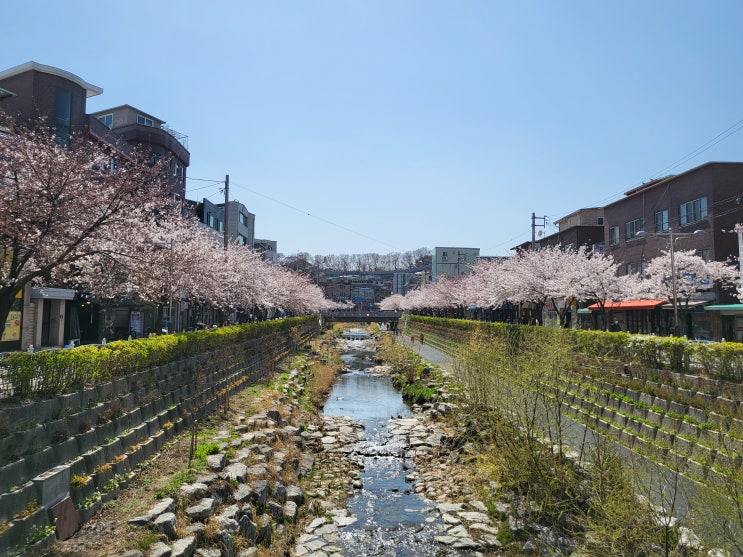 서울 벚꽃구경 명소 성북천 산책