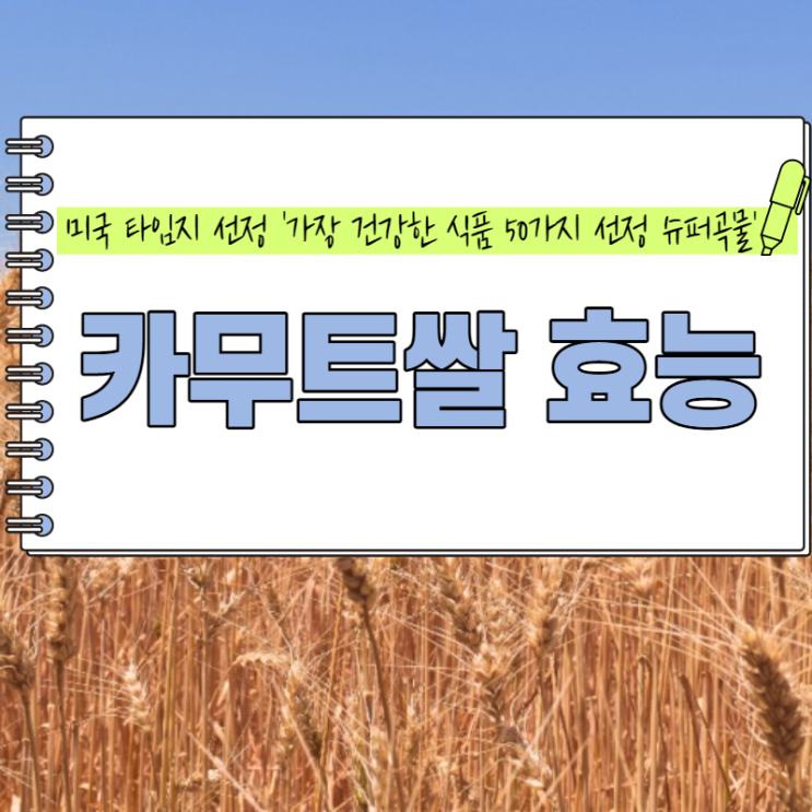 카무트쌀 호라산밀 미국 타임지 선정 슈퍼 곡물 카무트쌀 호라산밀 미국 타임지 선정 슈퍼 곡물