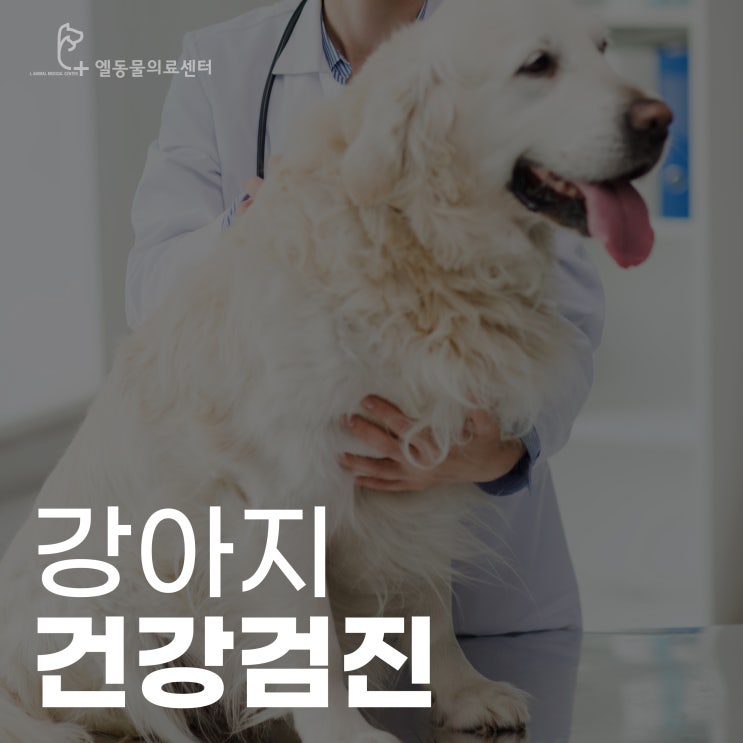 전포동 강아지 건강검진 부암동 동물병원 엘동물의료센터