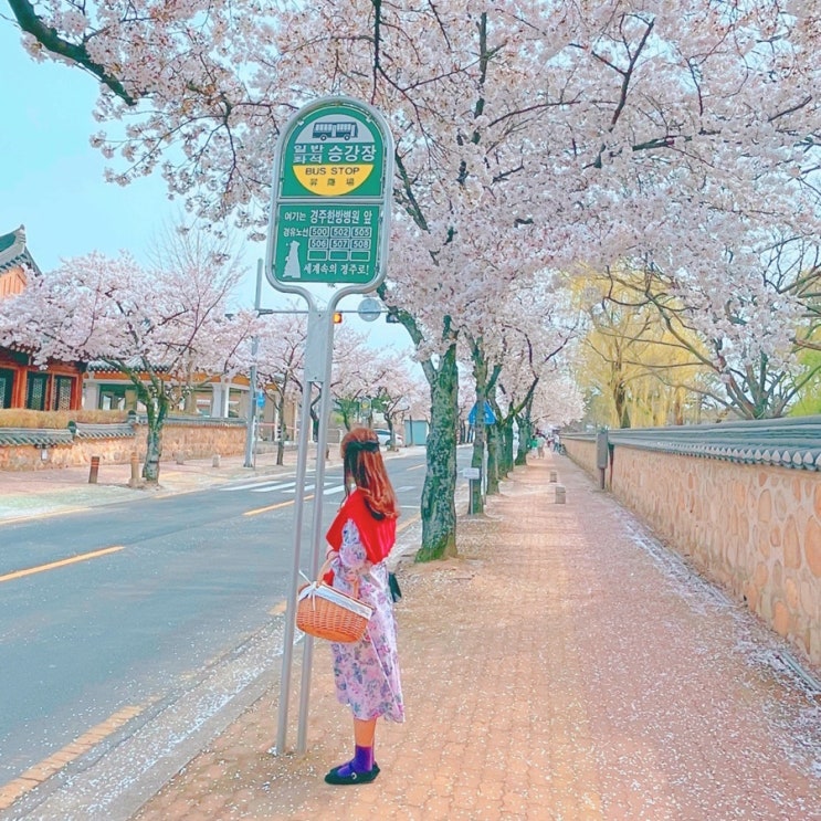 경주는 지금 벚꽃엔딩이 시작되었어요. 경주는 지금 벚꽃엔딩이 시작되었어요.