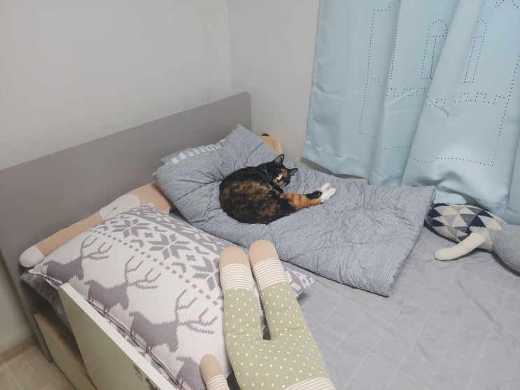  할머냥들 근황