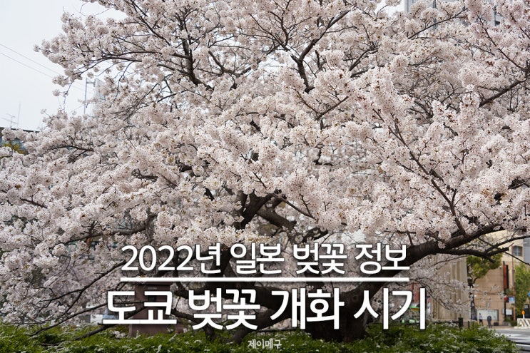  도쿄 벚꽃 정보 :: 2022년 도쿄 벚꽃 개화시기, 주요장소, 벚꽃축제 및 라이트업
