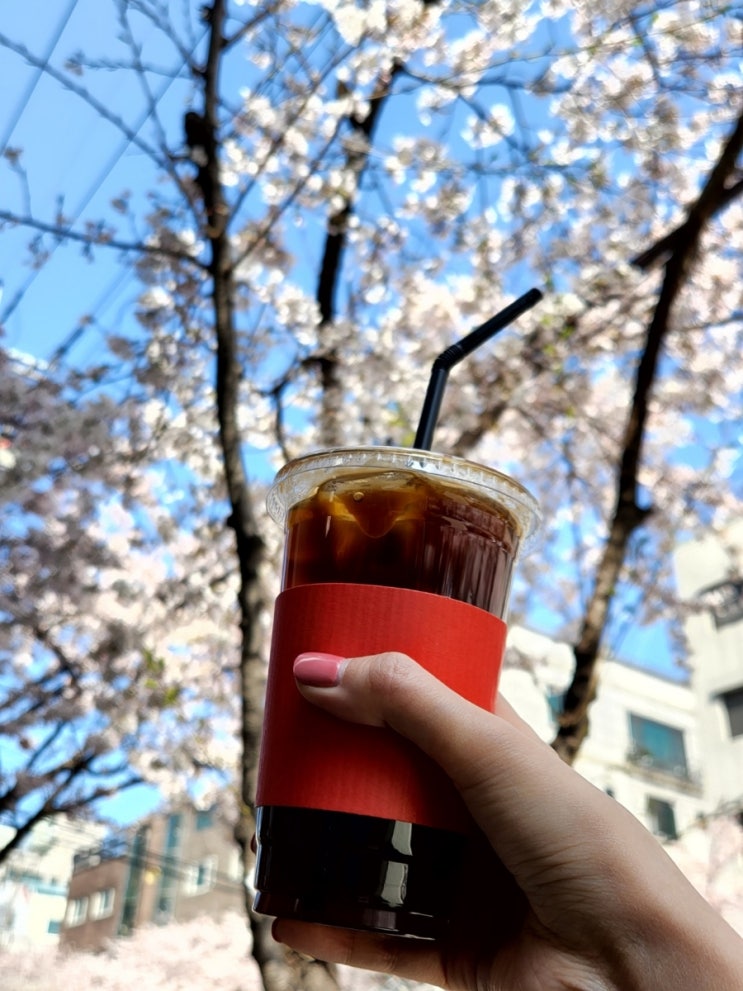  합정 카페 _ 아늑하고 맛있는 커피 '컨큐어 카페' CONQUER   + 벚꽃명당