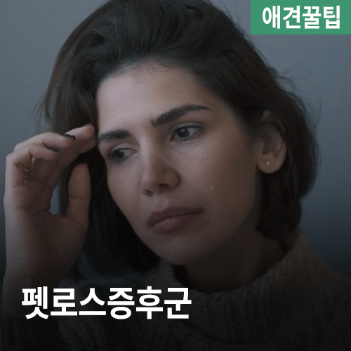 [애견꿀팁] 펫로스 증후군 극복하기, 강아지를 떠나보내고