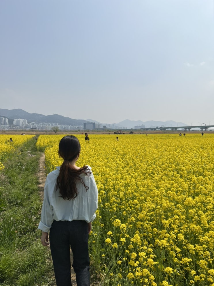 대저생태공원 유채꽃 상황(4/7), 구경 후 꿀팁 대저생태공원 유채꽃 상황(4/7), 구경 후 꿀팁